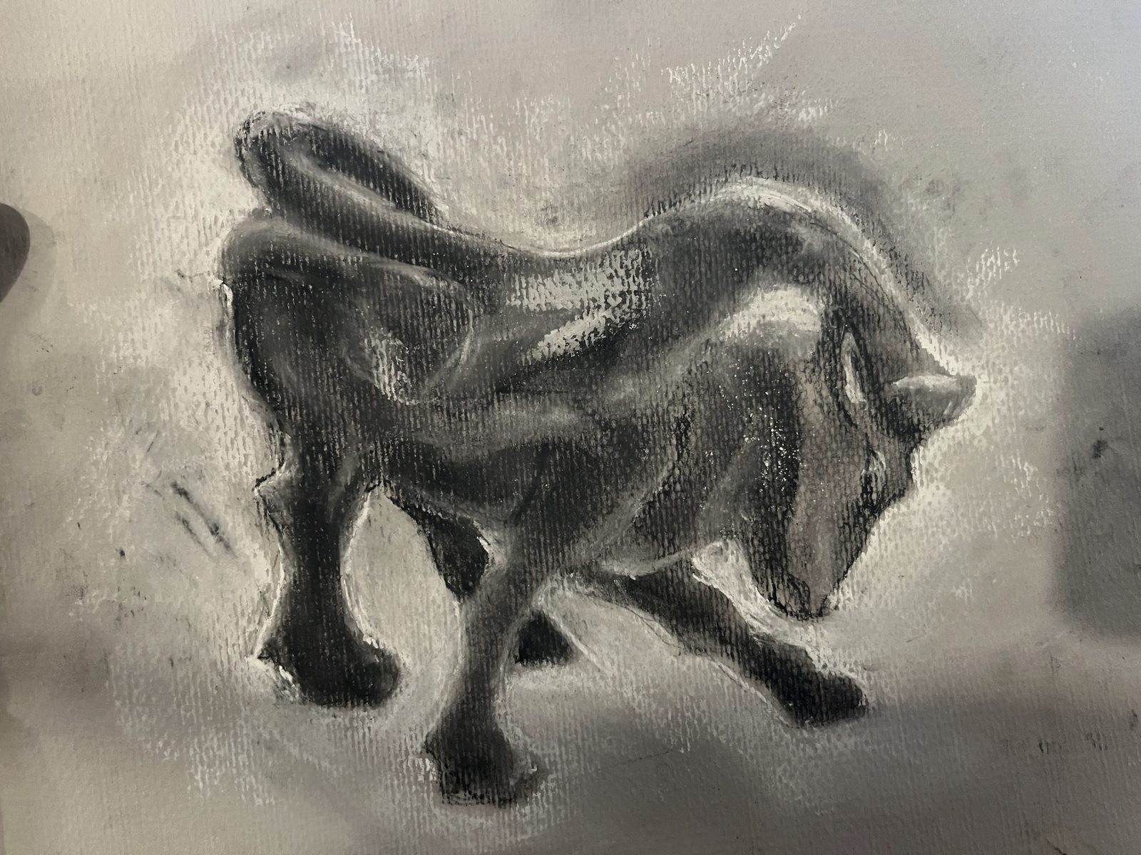 Bull study in charcoal